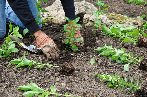 Planting service preparing soil and arranging plants in Lambeth